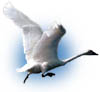 swan image on cocaine.wiki
